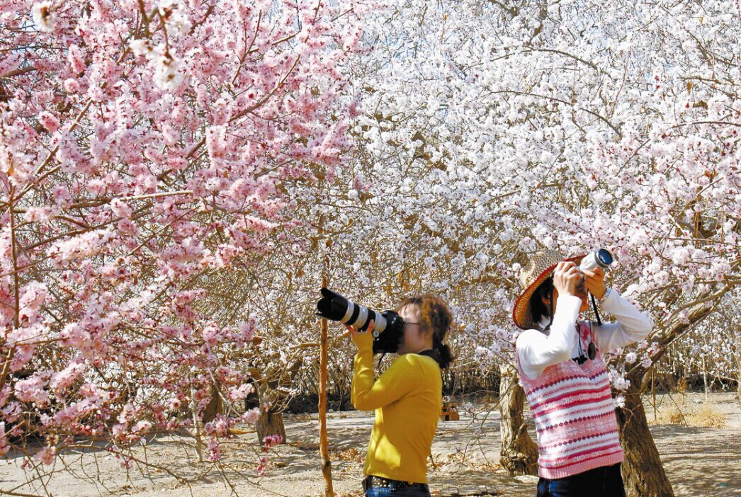 吐鲁番杏花节，新疆旅游最佳时间季节