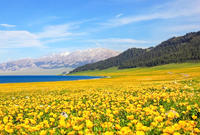 新疆春夏季节5-8月可以看哪些花？新疆旅游看花指南